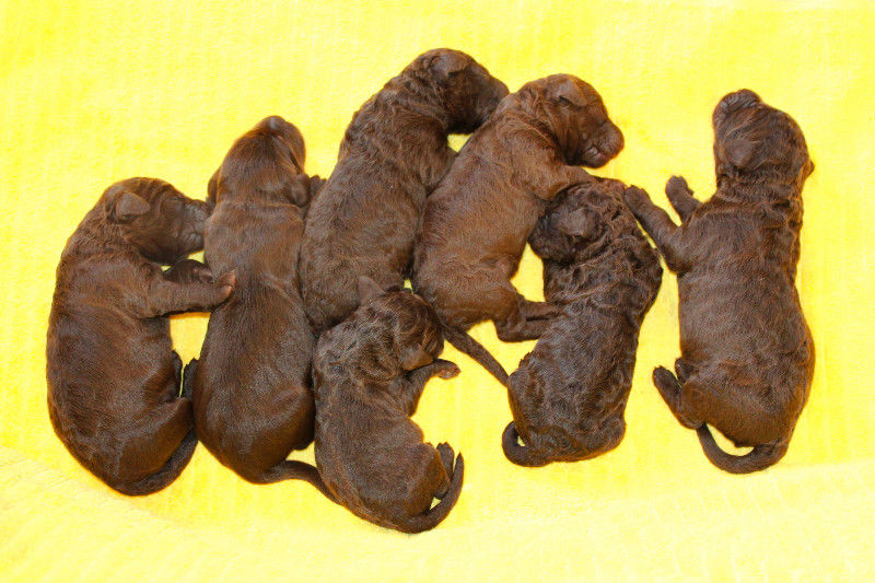 Les Chiots À Vendre